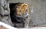 В зоопарке сейчас живет дальневосточный леопард