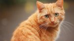 Швейцар серпуховского музея кот Марай будет получать заработную плату в котлетах