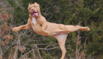 Чемпионат мира по танцам с собаками пройдет в столице РФ