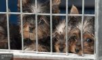Собаки Джонни Джеппа избежали смерти, а супруга — 10 лет тюрьмы